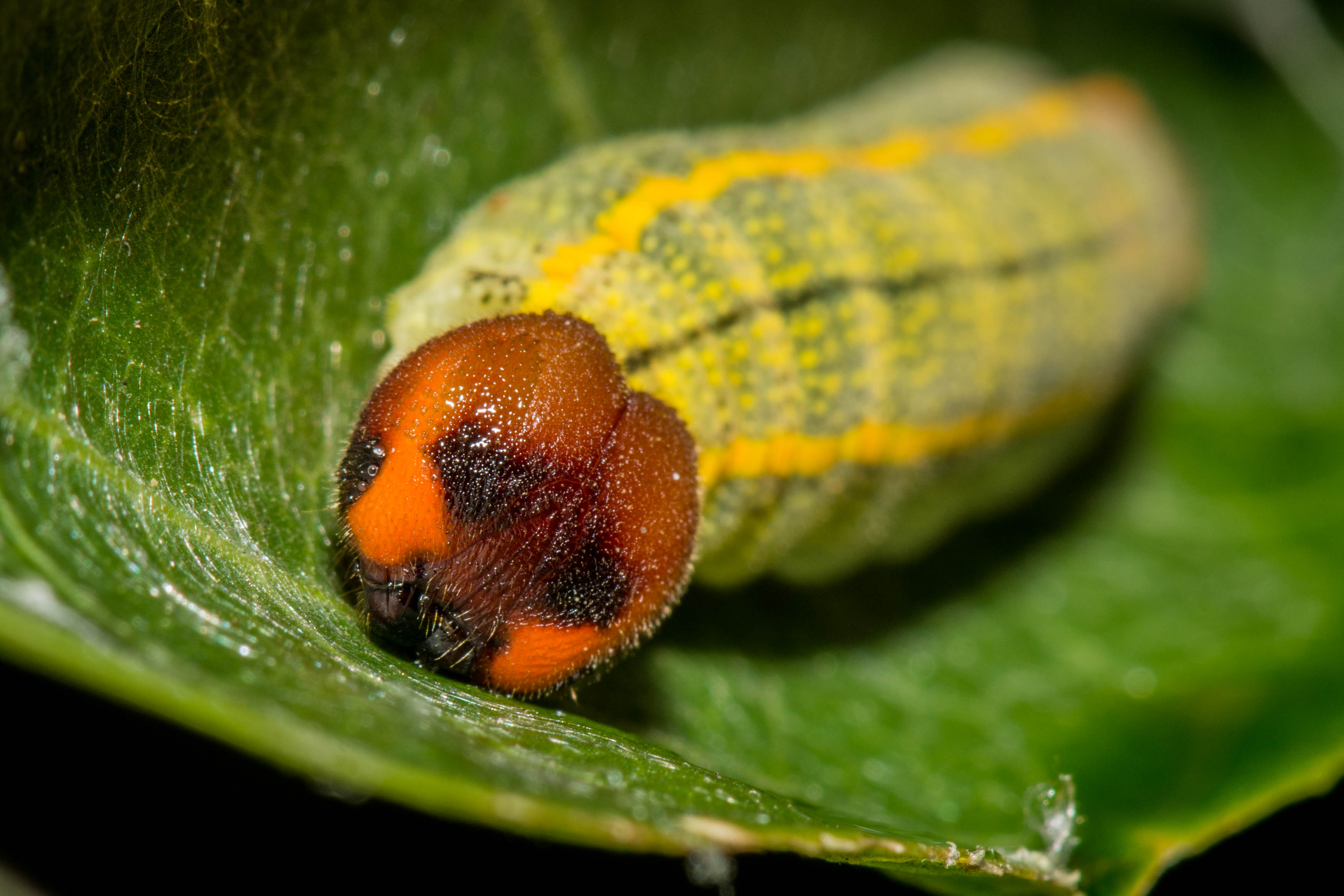 Urbanus proteus