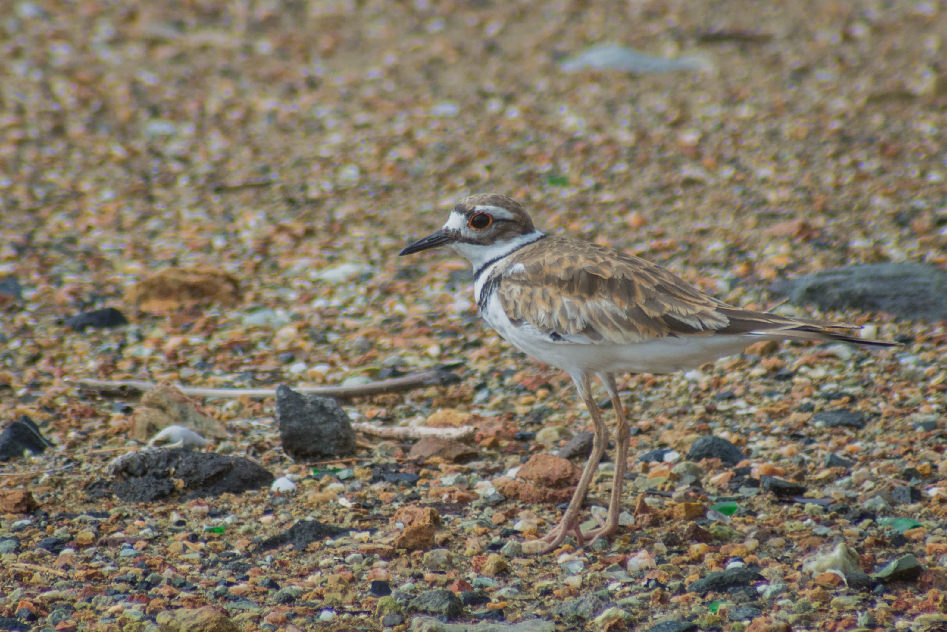 Species photo 7