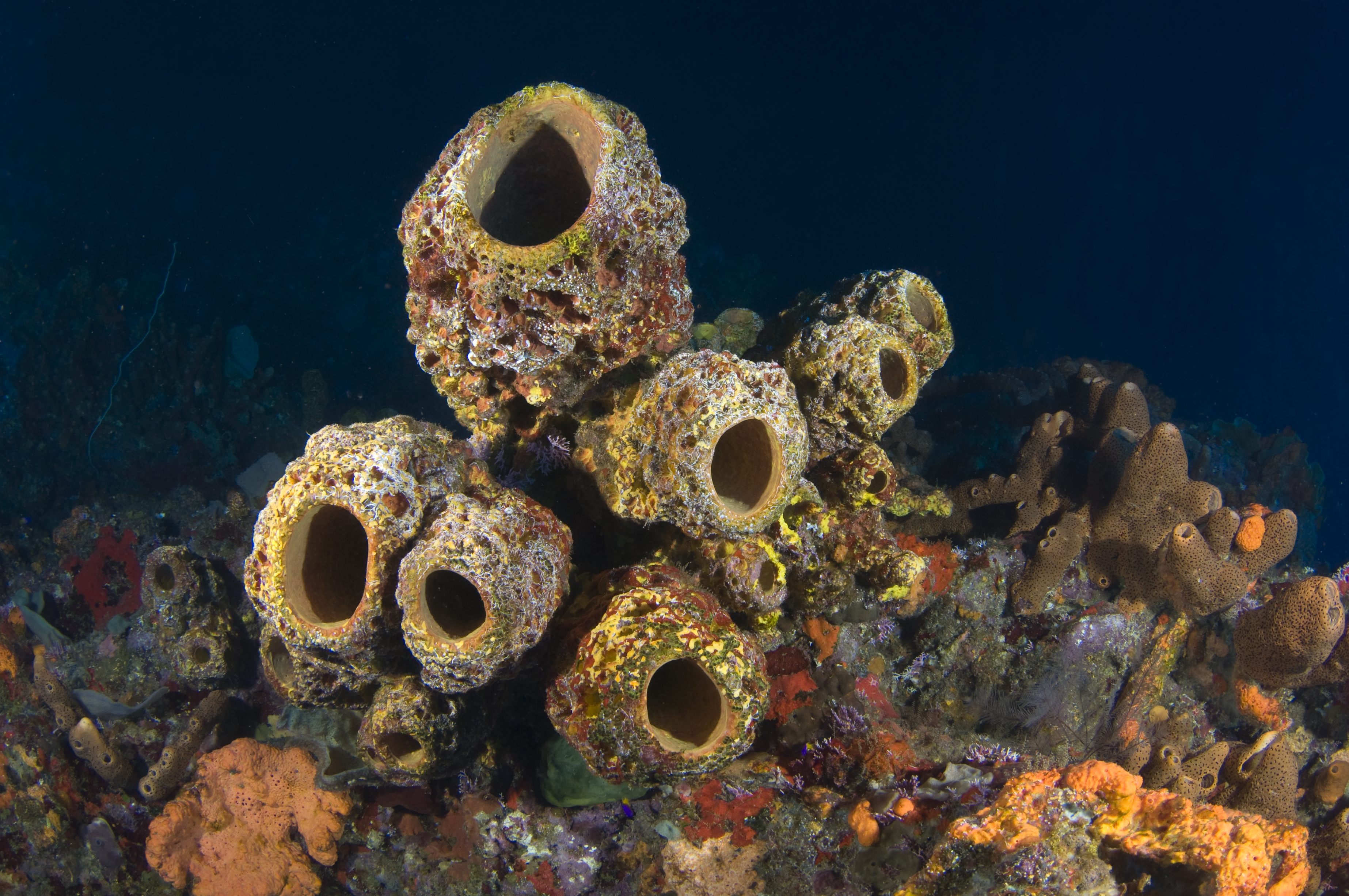 Aplysina lacunosa