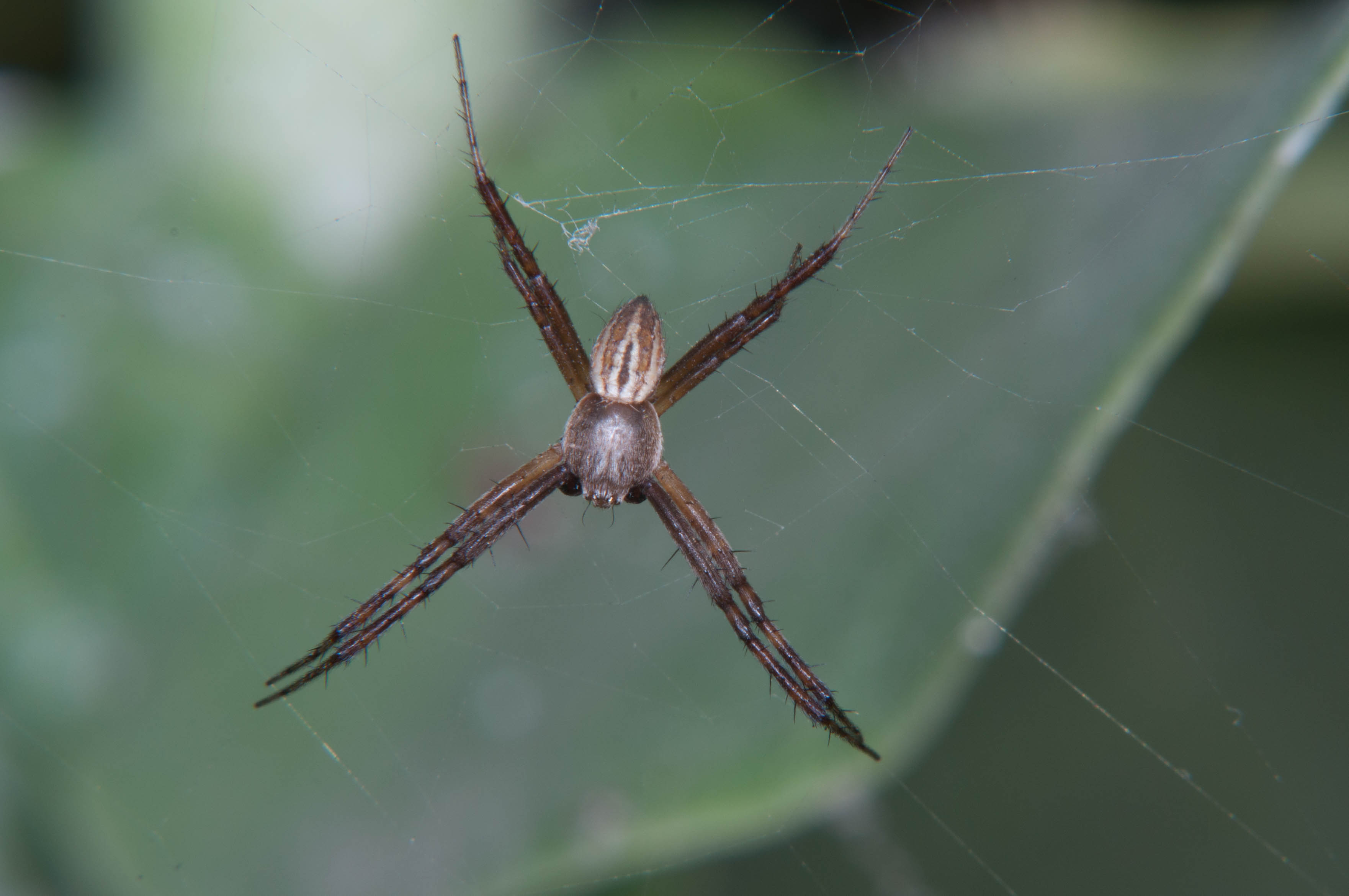 Argiope trifasciata