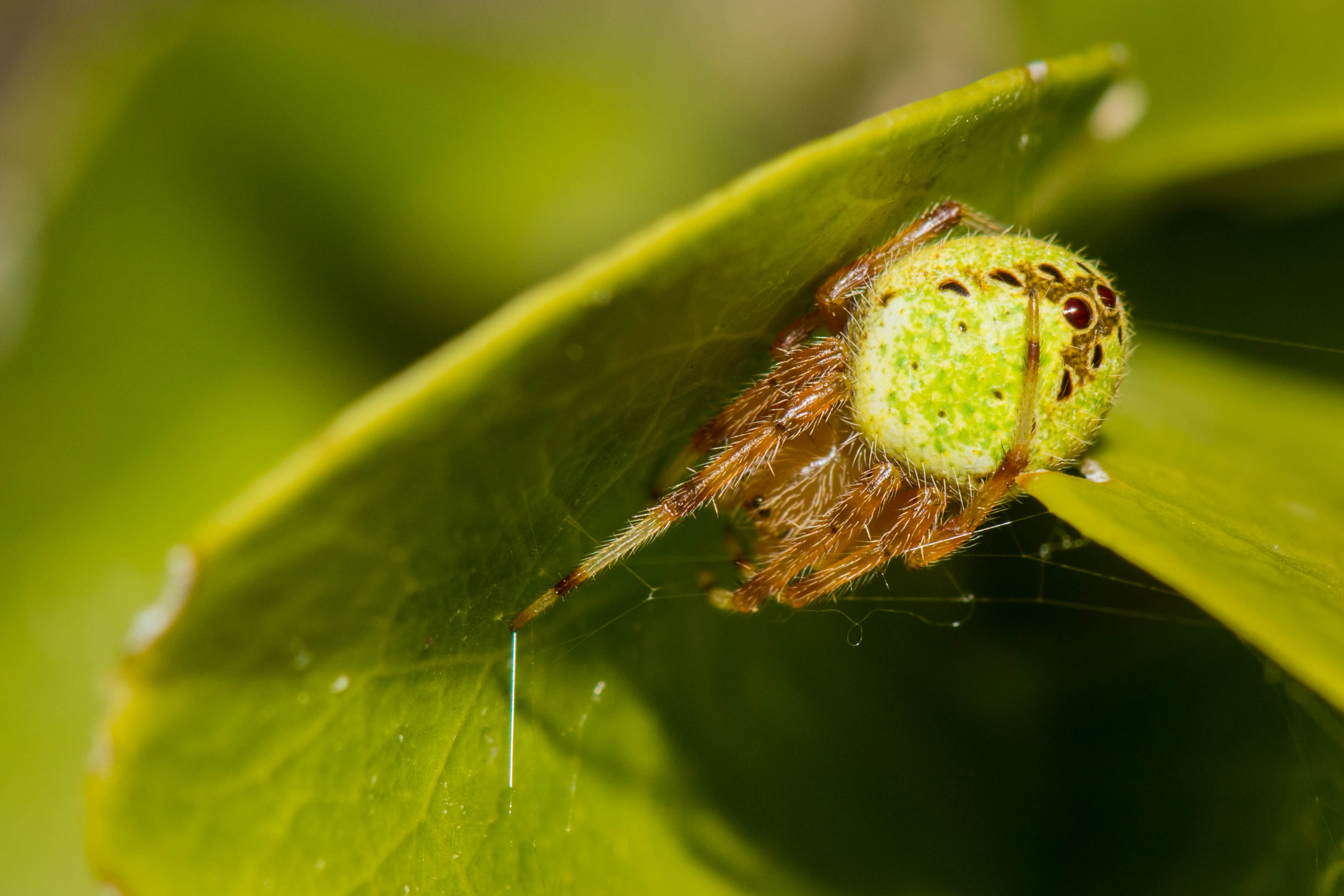 Eriophora ravilla