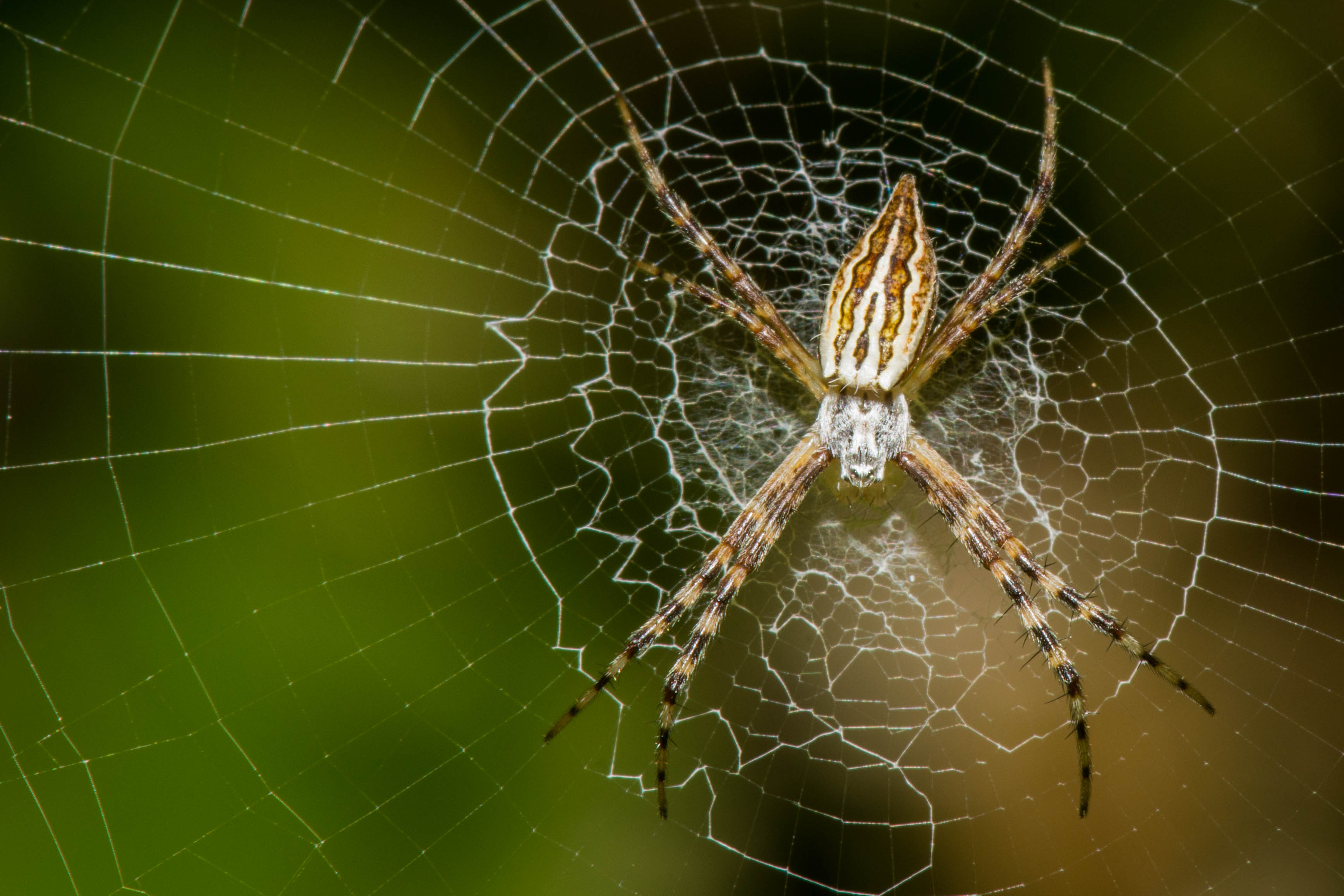 Species photo 17