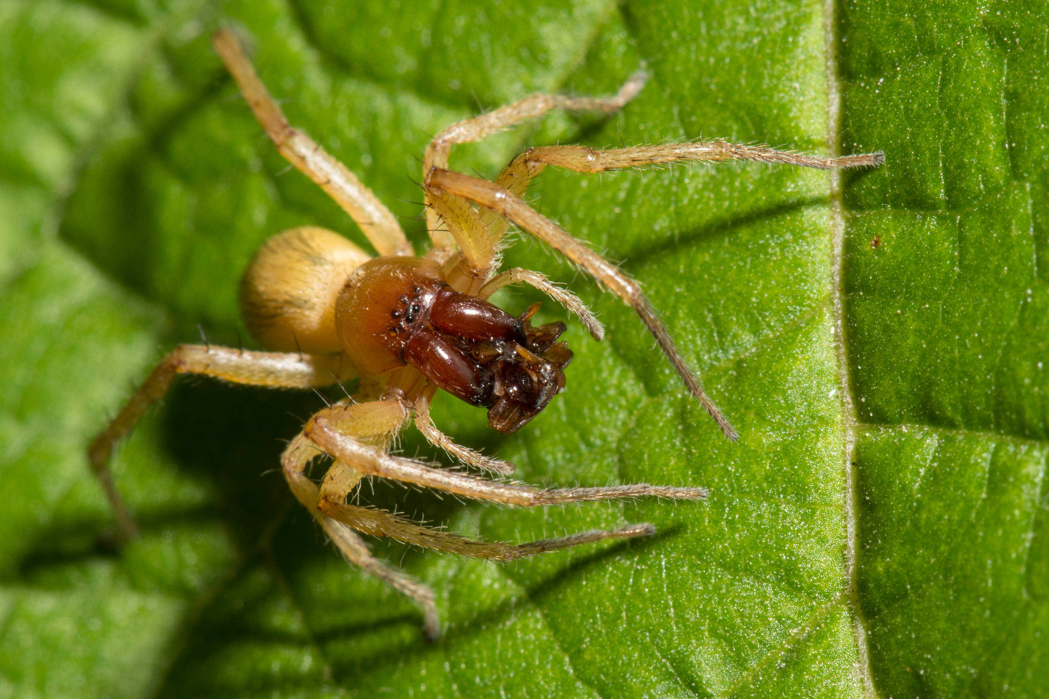 Cheiracanthium inclusum