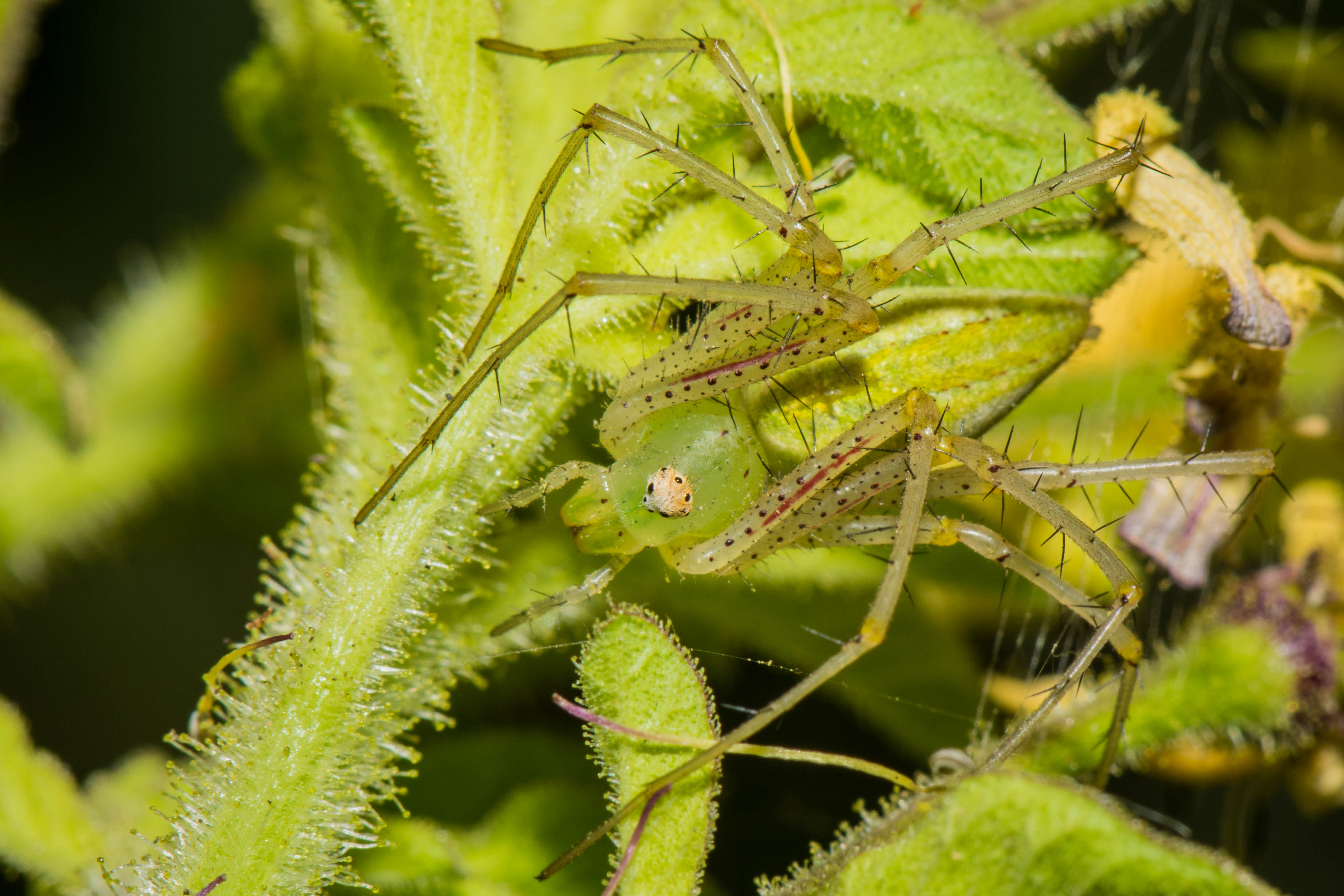 Peucetia longipalpis