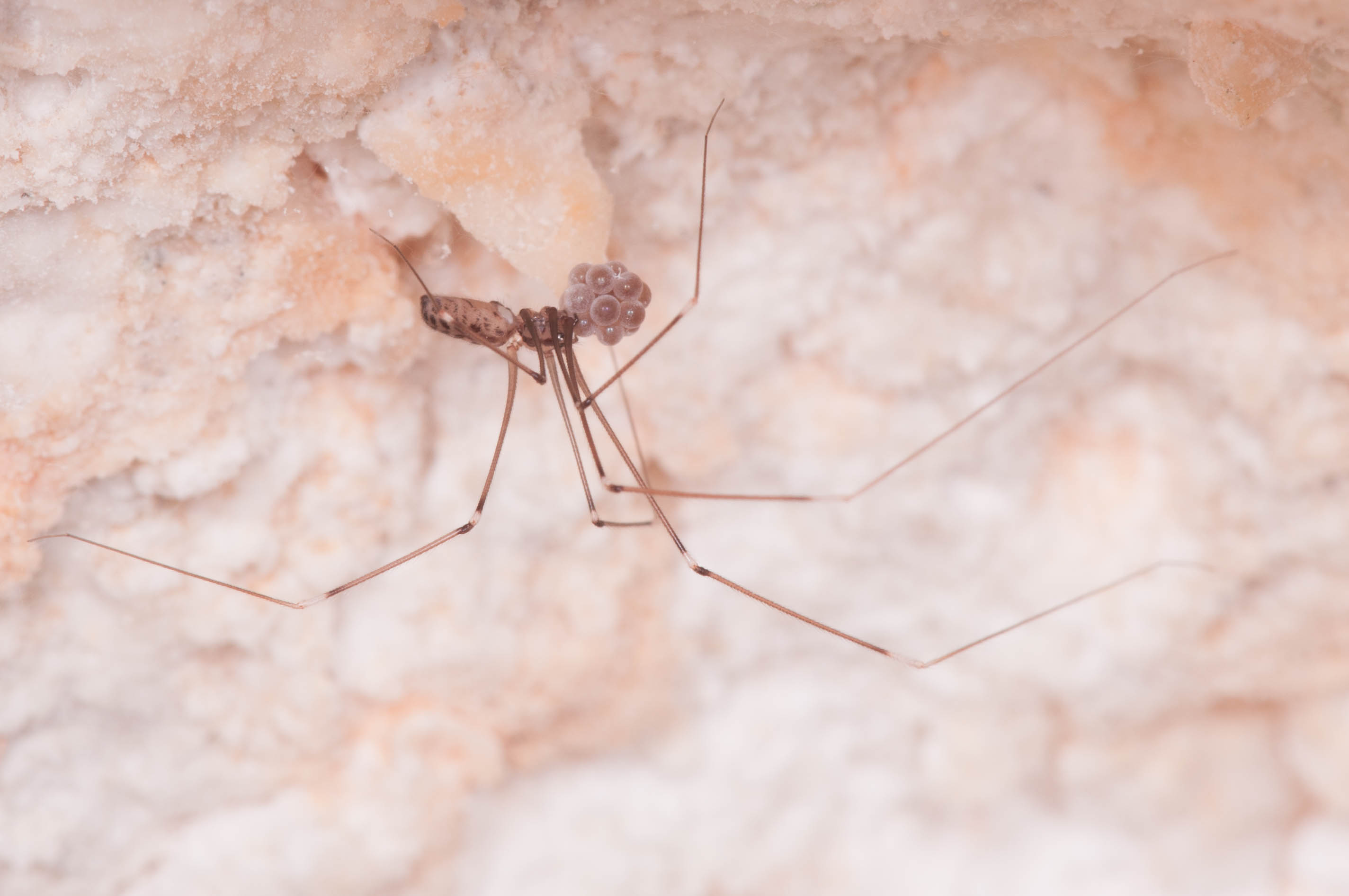 Smeringopus pallidus