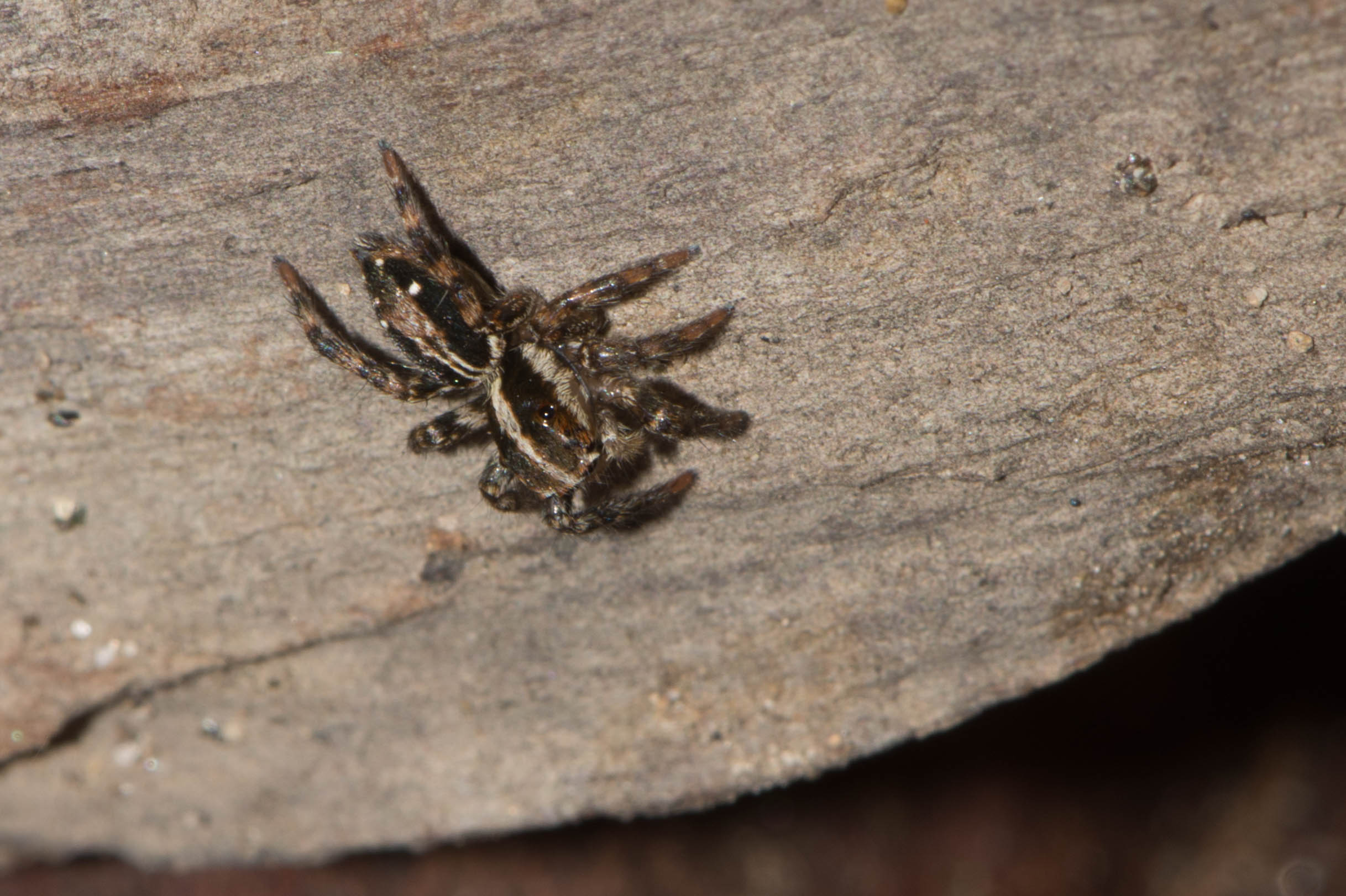 Plexippus paykulli