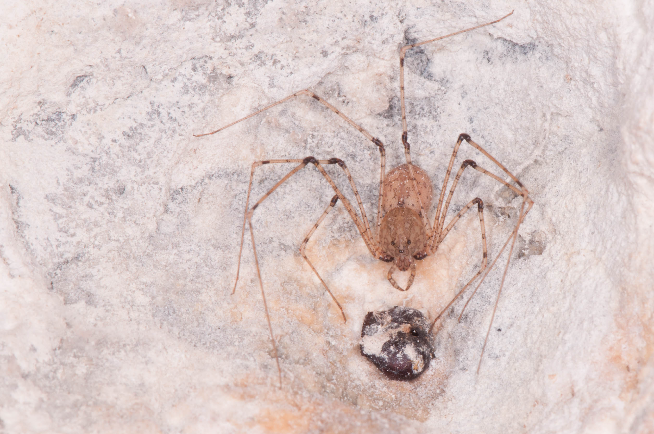 Scytodes longipes