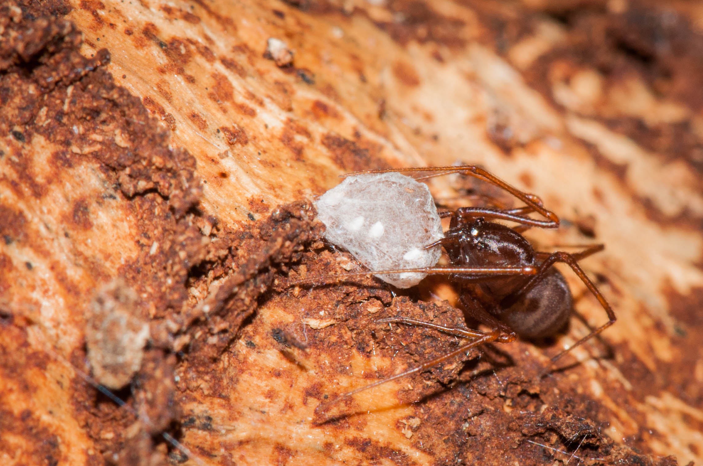 Scytodes fusca