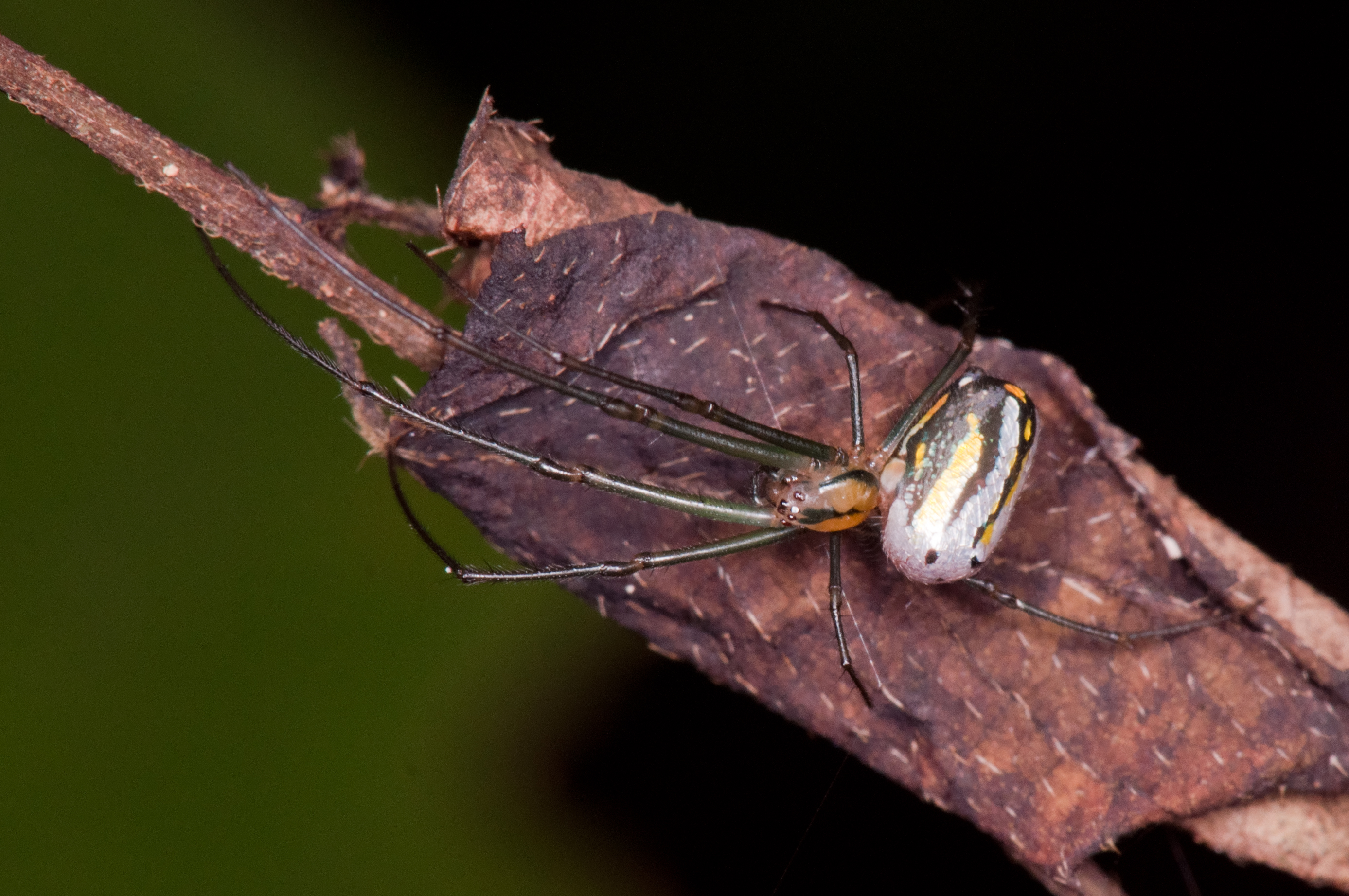 Leucauge regnyi