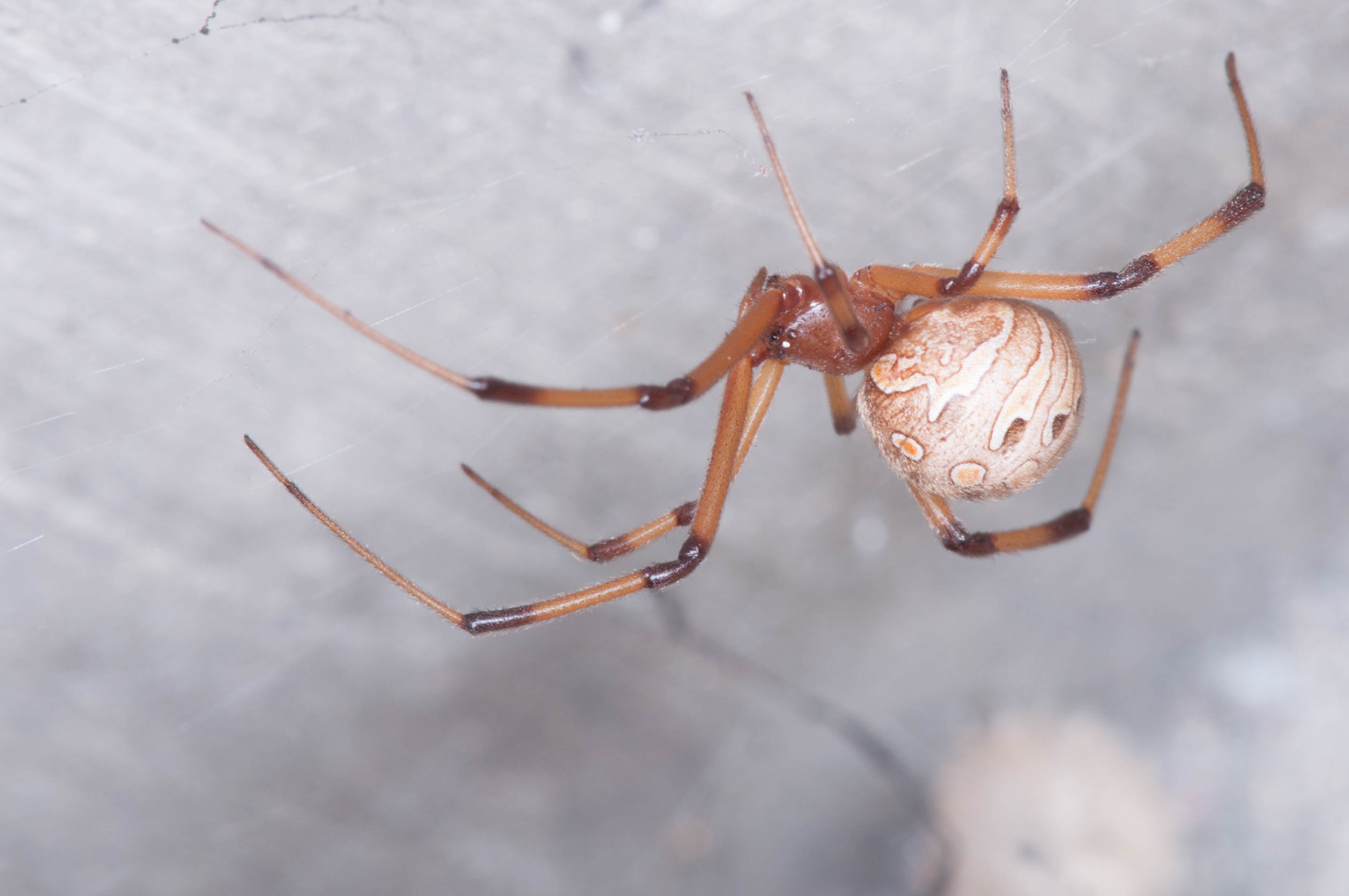 Latrodectus geometricus