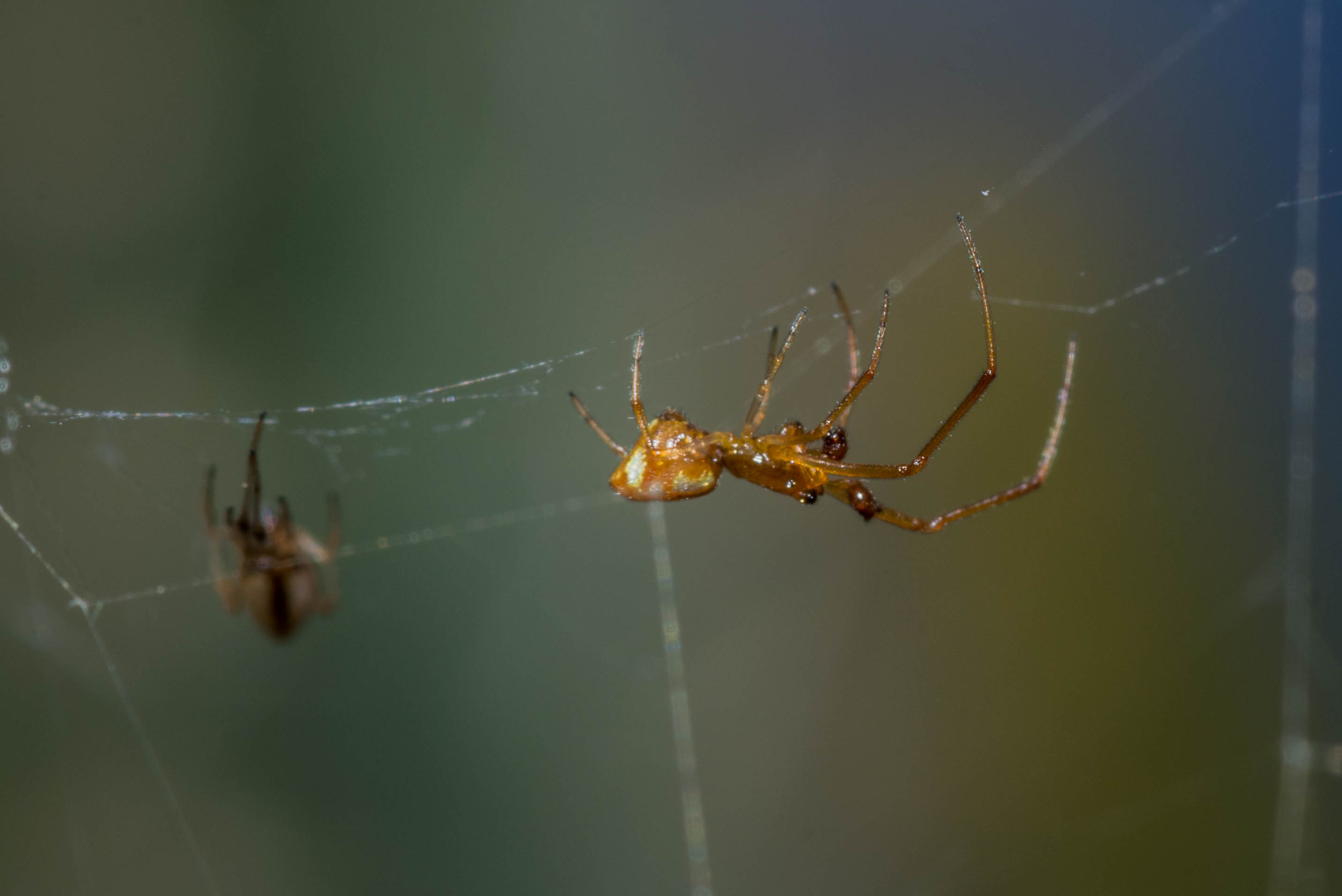 Argyrodes elevatus