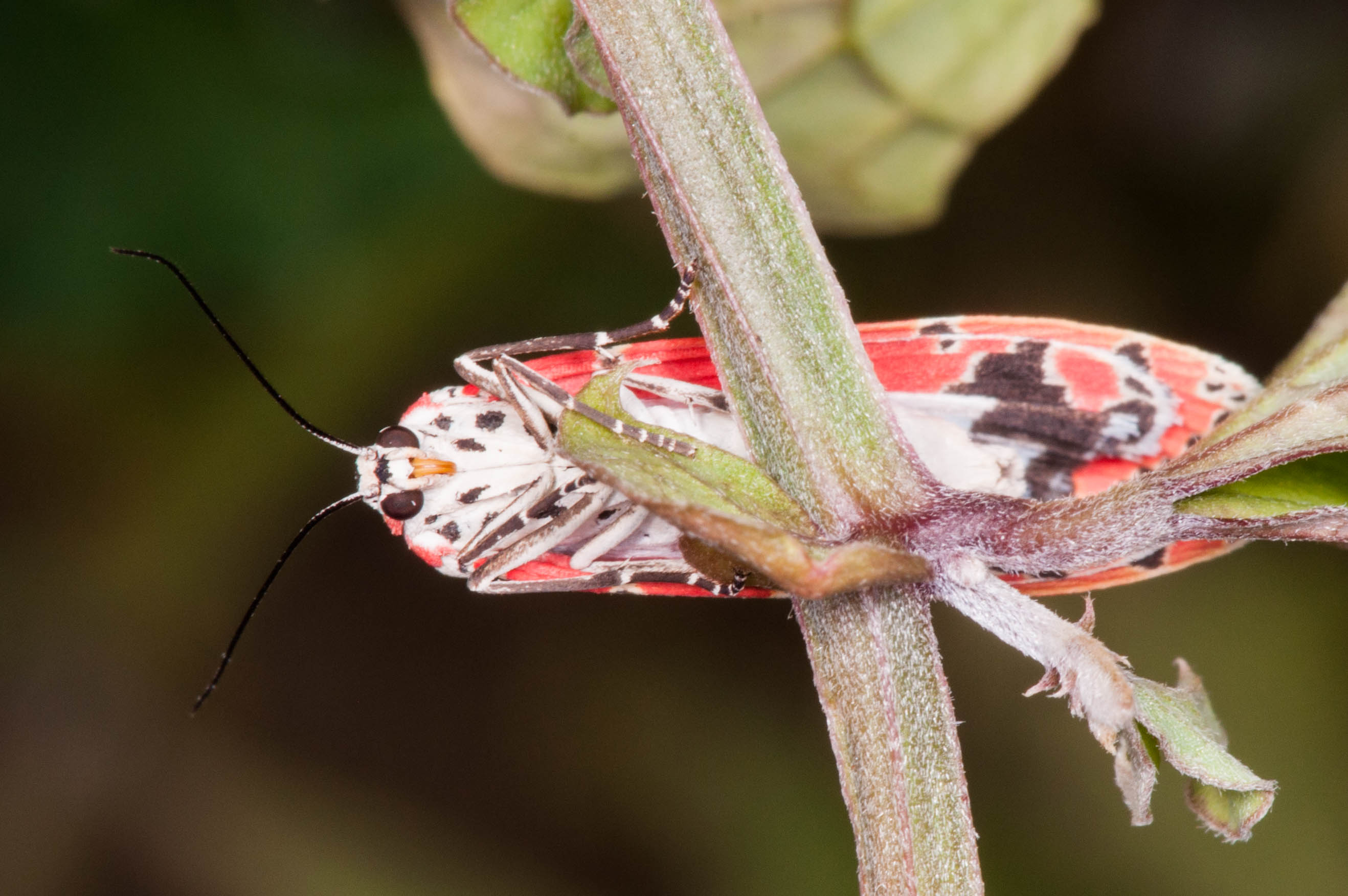 Utetheisa ornatrix