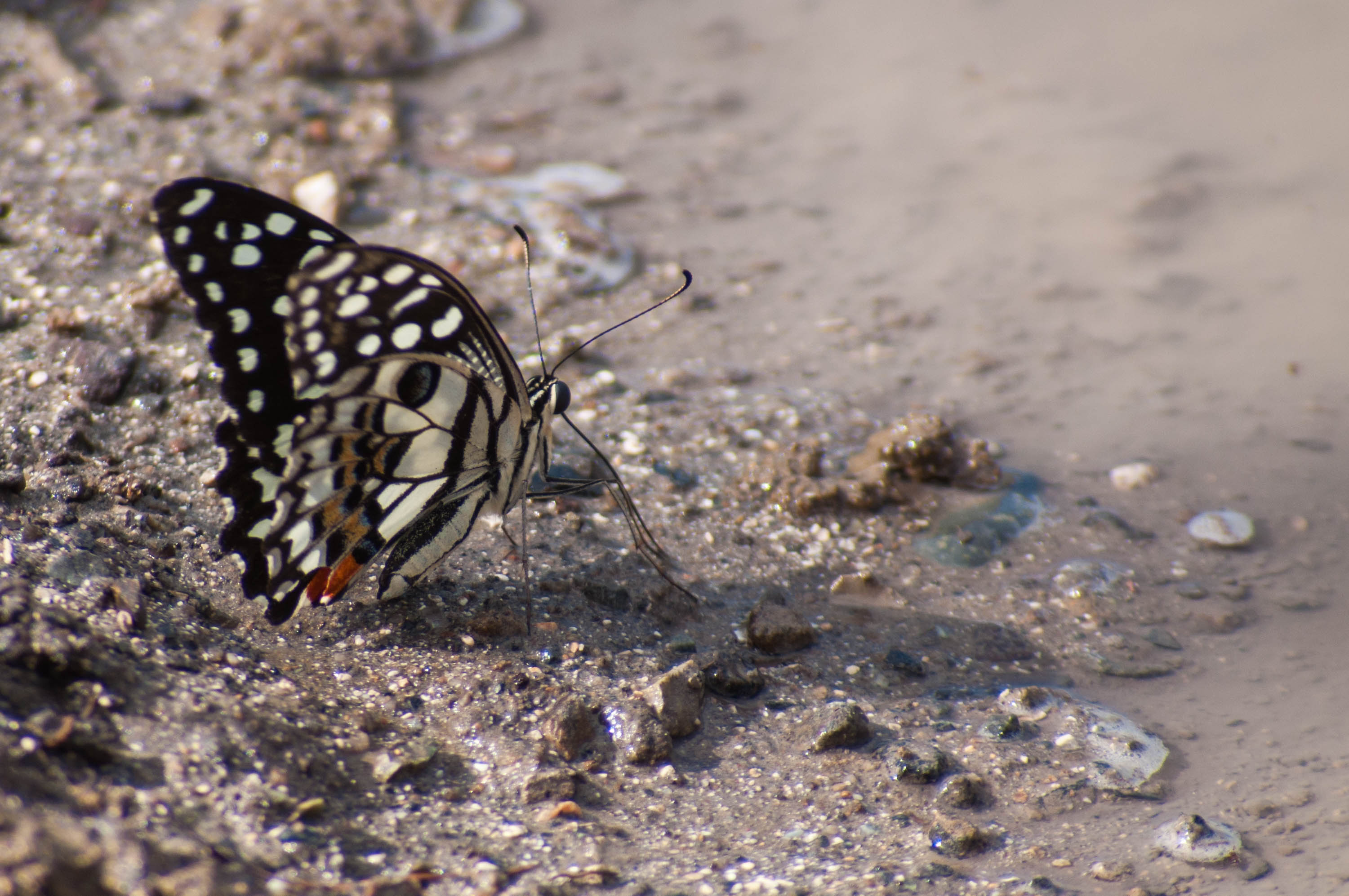 Papilio demoleus