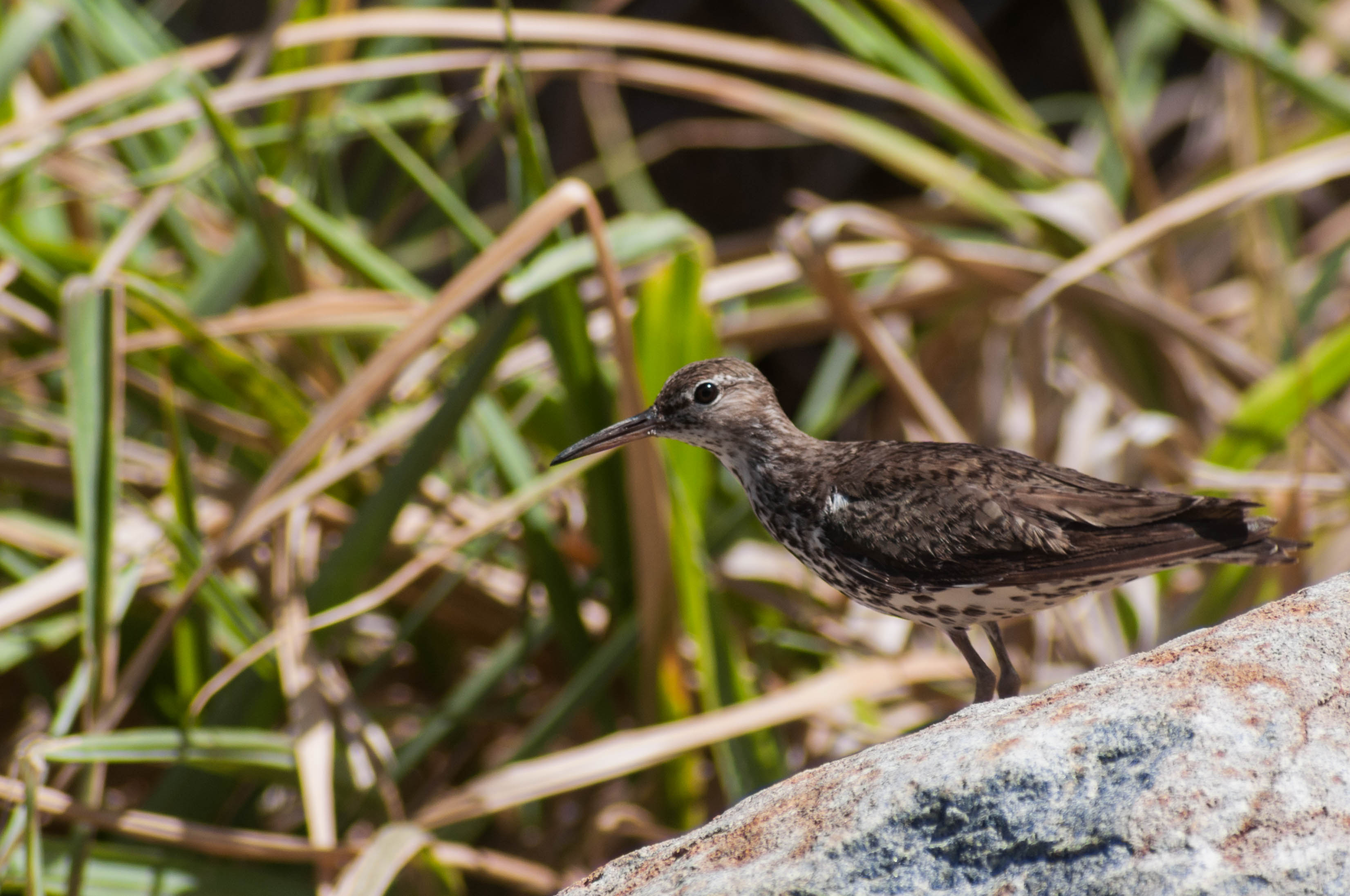Actitis macularius