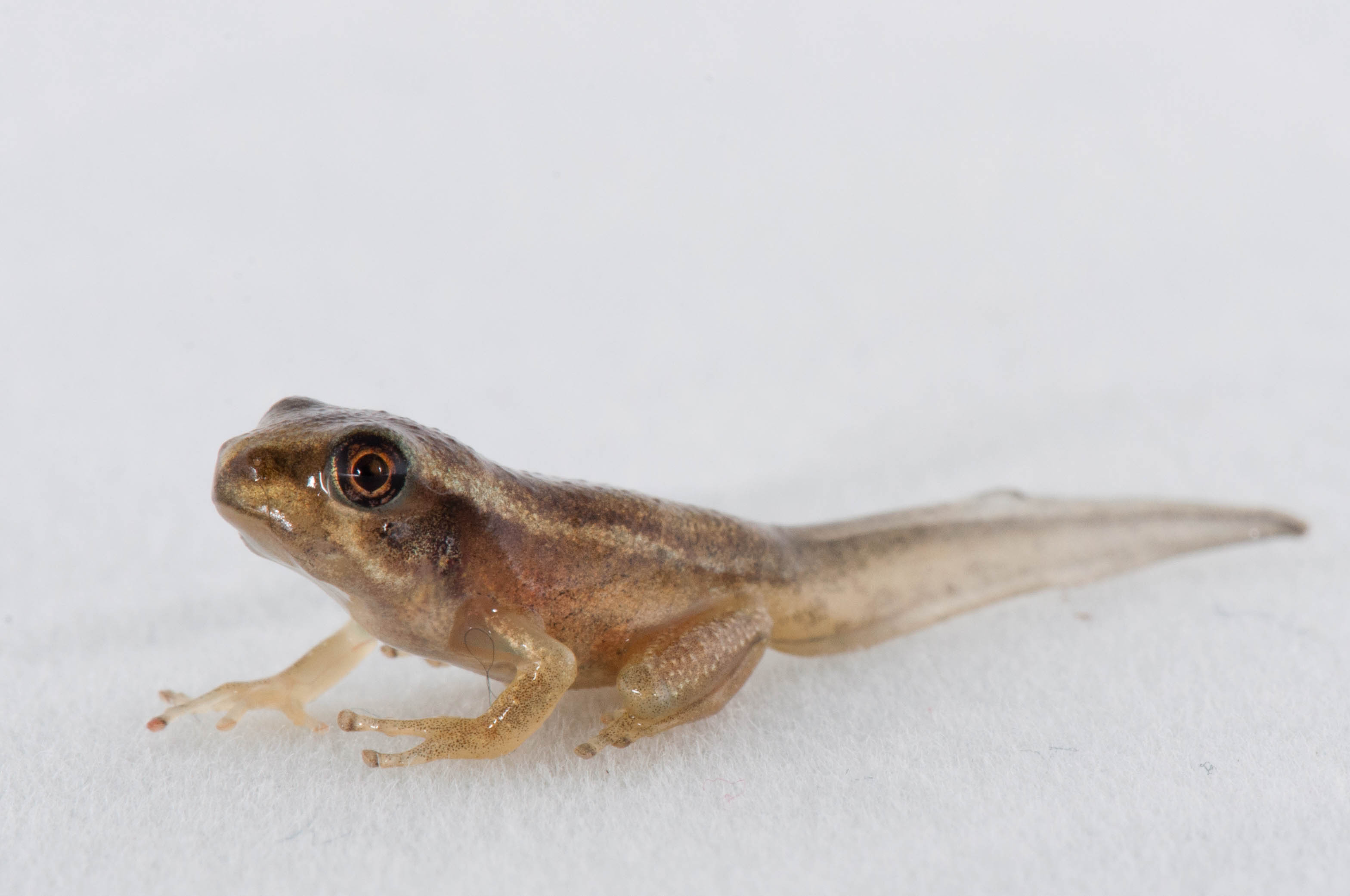 Species photo 21