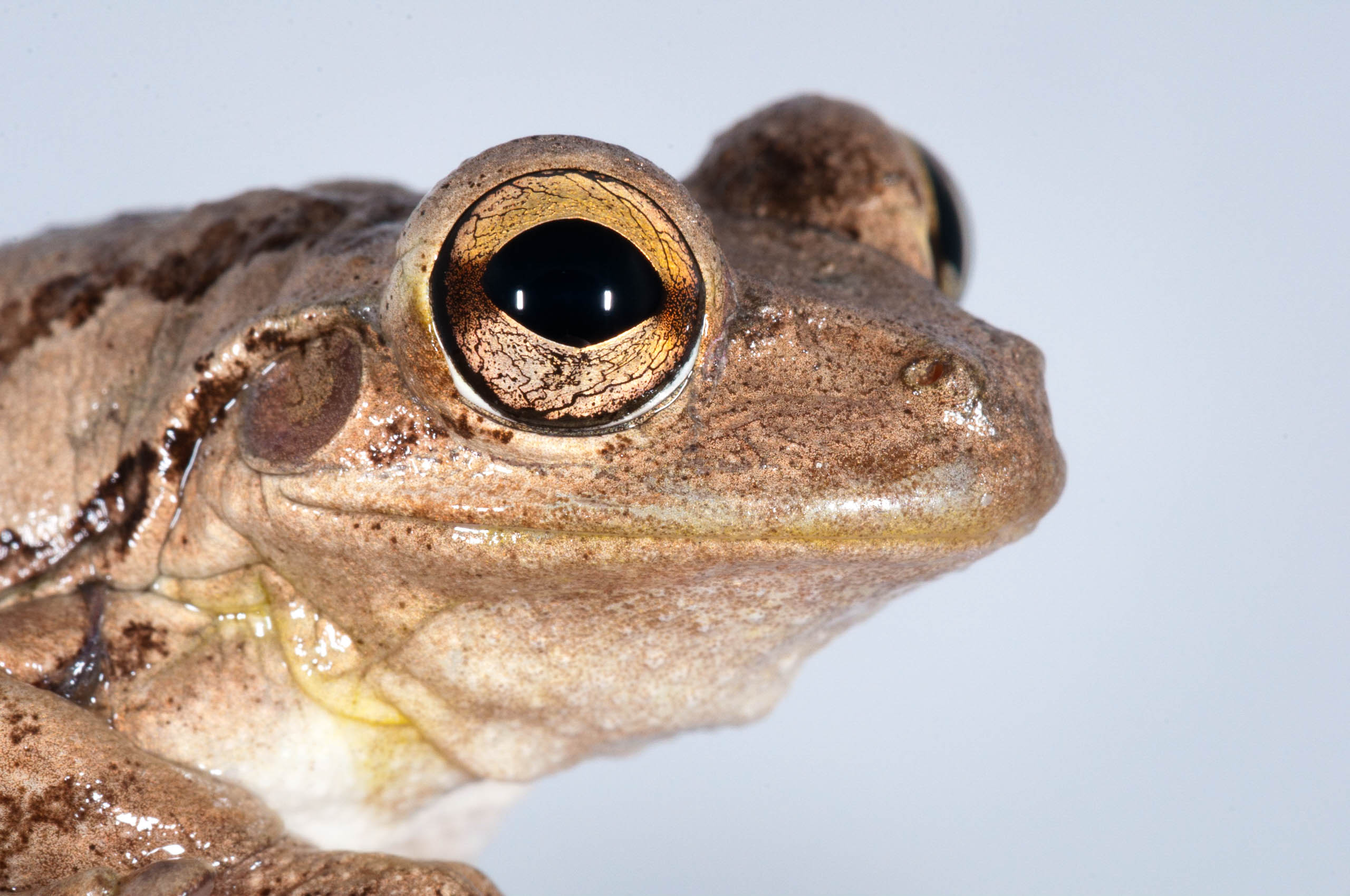 Species photo 9