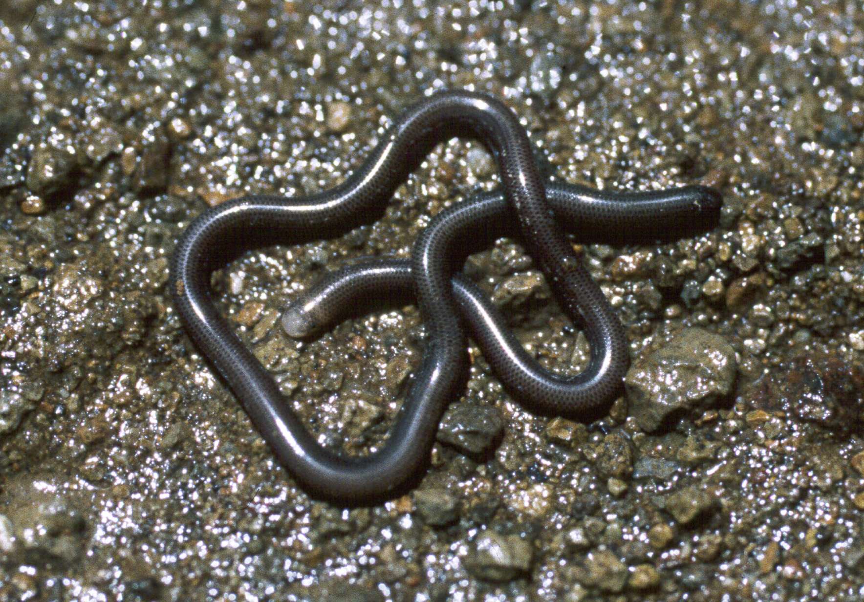 Liotyphlops albirostris