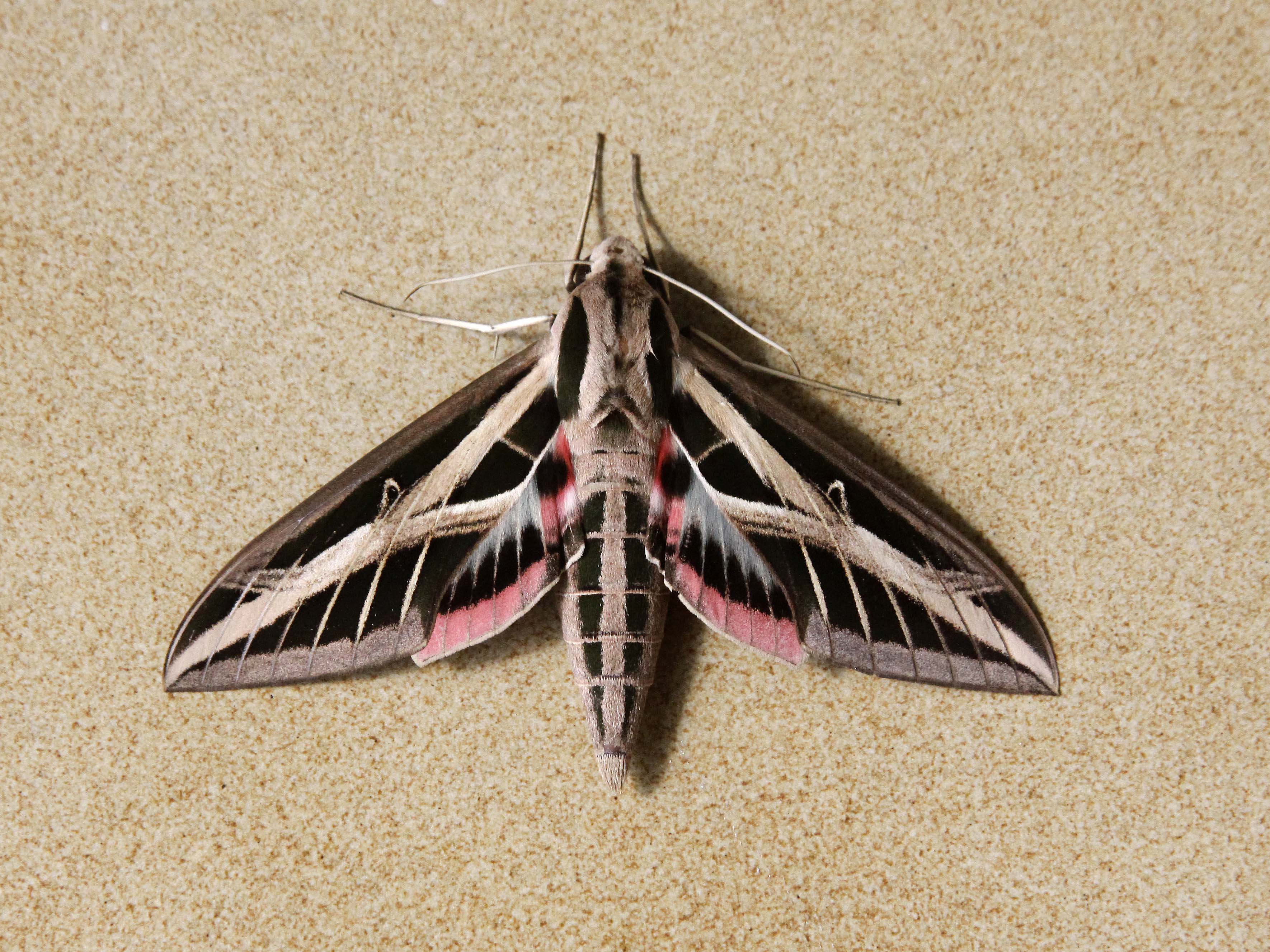 Hyles lineata