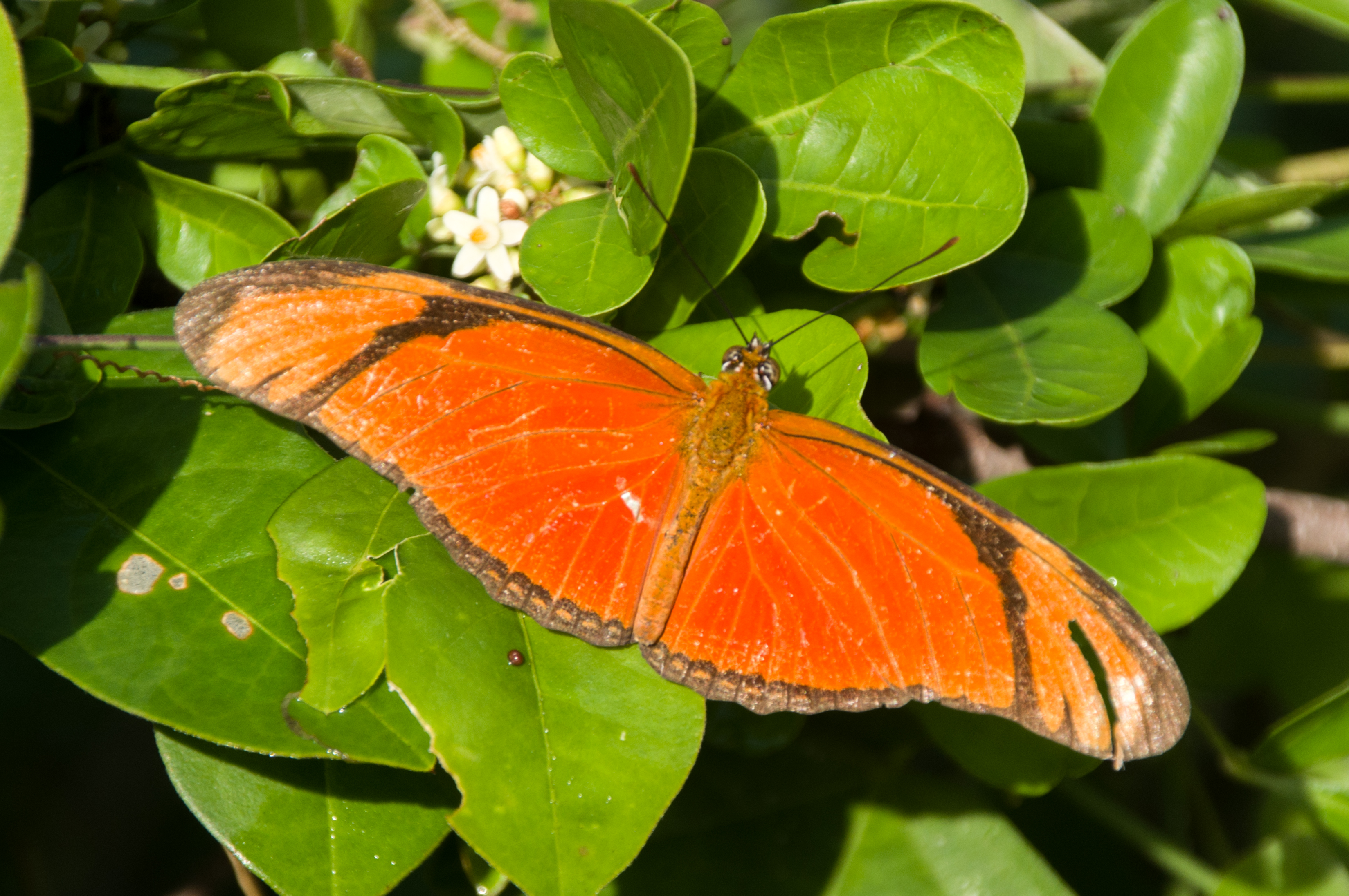 Dryas iulia