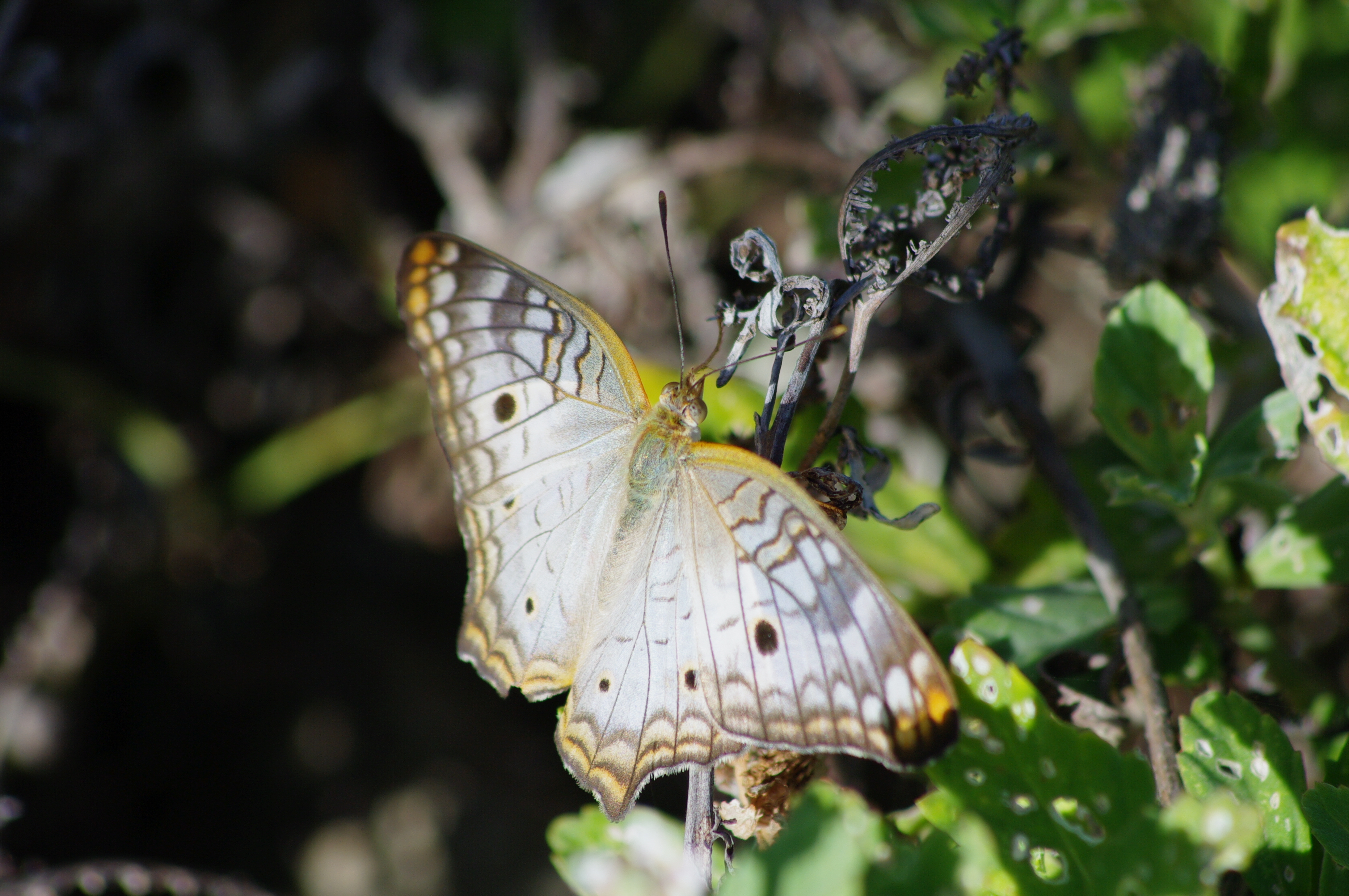 Anartia jatrophae