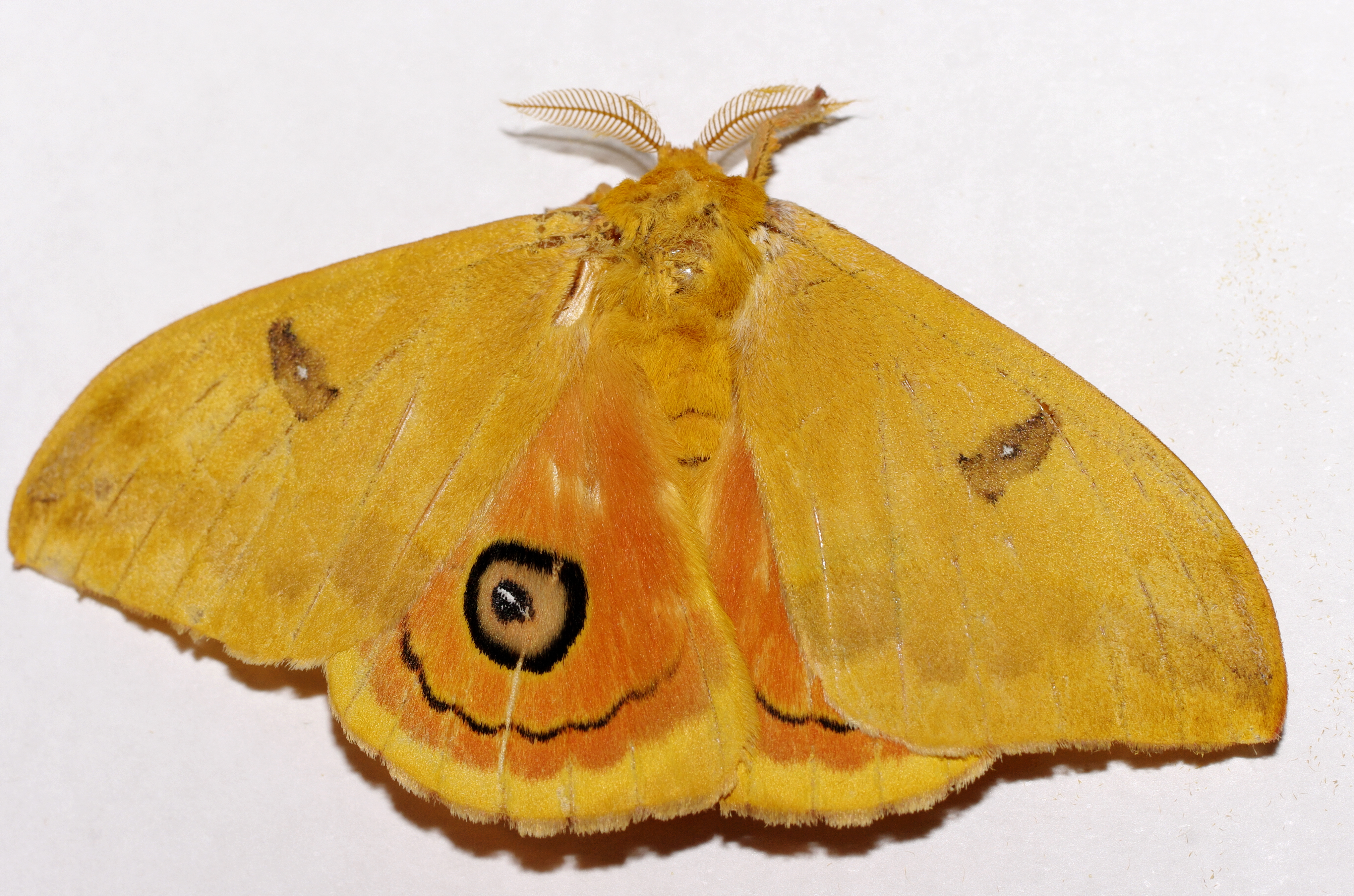 Automeris amoena