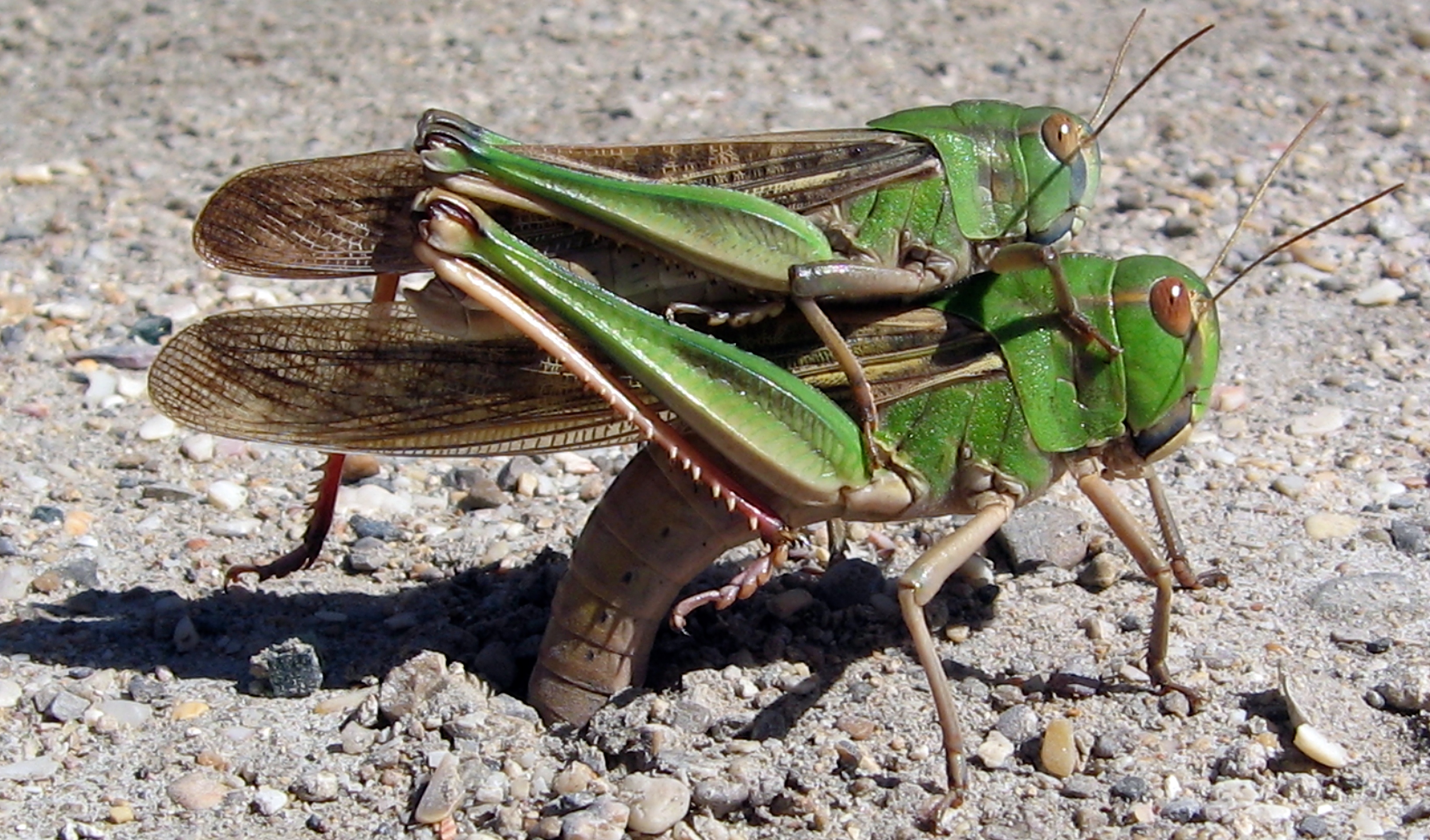 Migratory locust (locusta migratoria) - Reptimundo