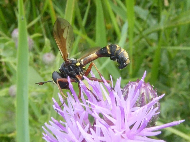 Physocephala rufipes