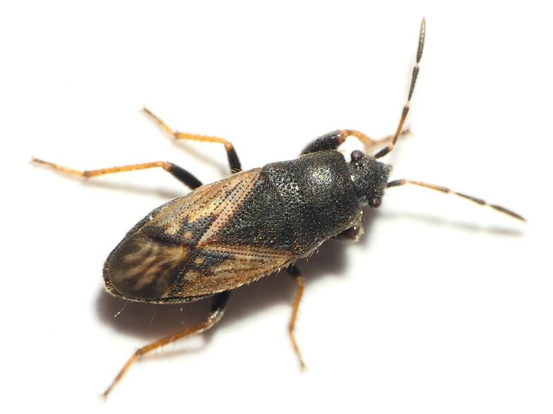 Megalonotus sabulicola