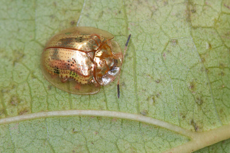 Charidotella sexpunctata