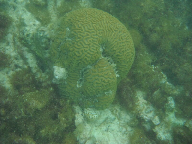 Pseudodiploria strigosa
