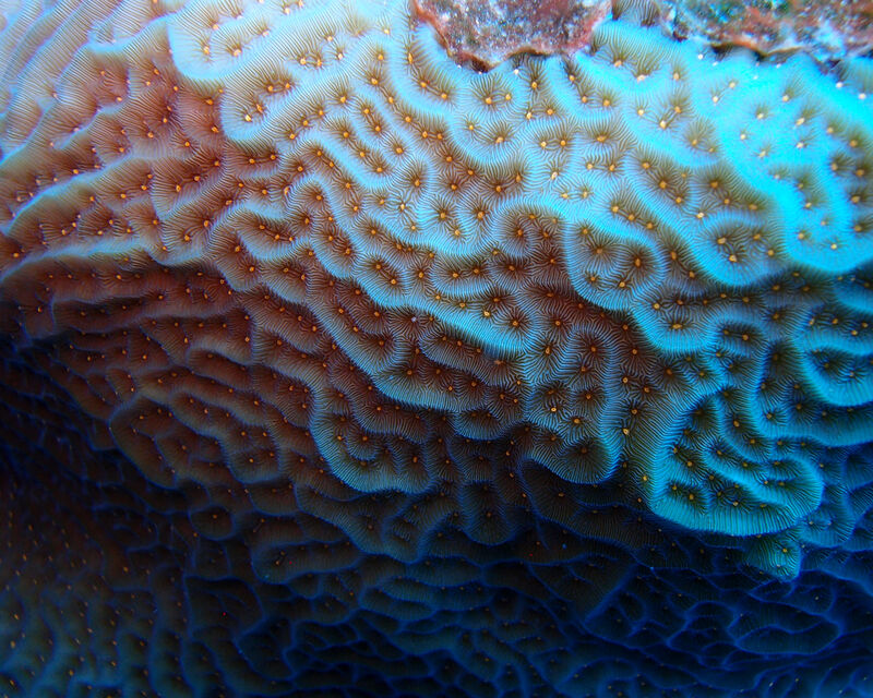 Agaricia agaricites