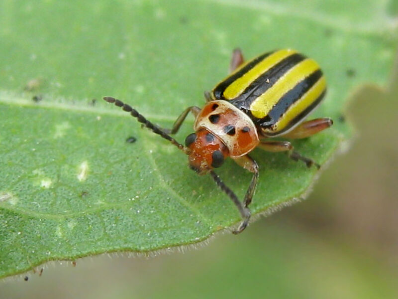 Disonycha spilotrachela