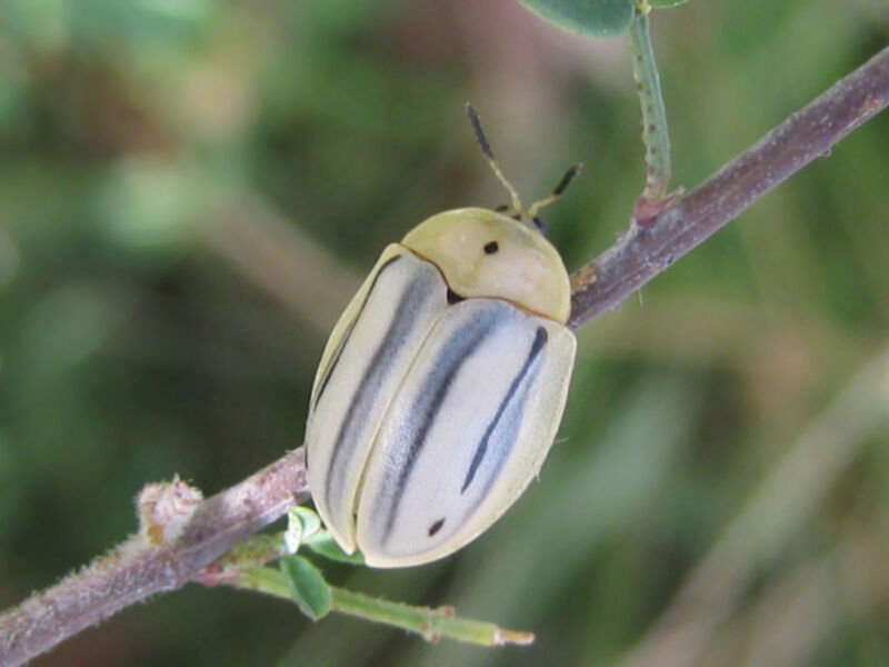 Hilarocassis cf. exclamationis