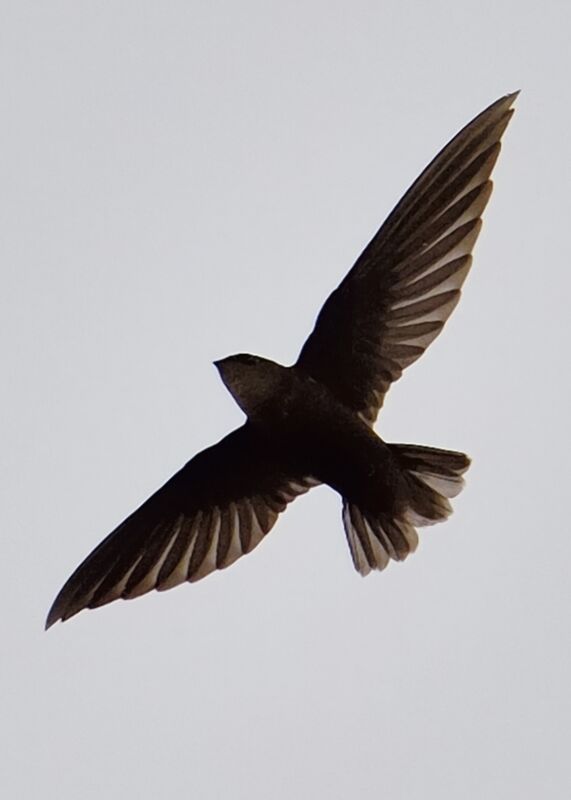 Apodidae