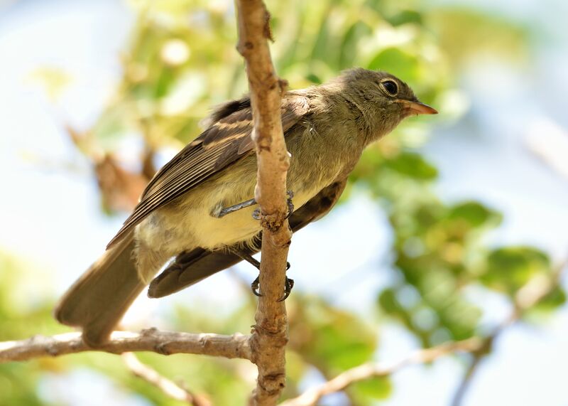 Elaenia strepera