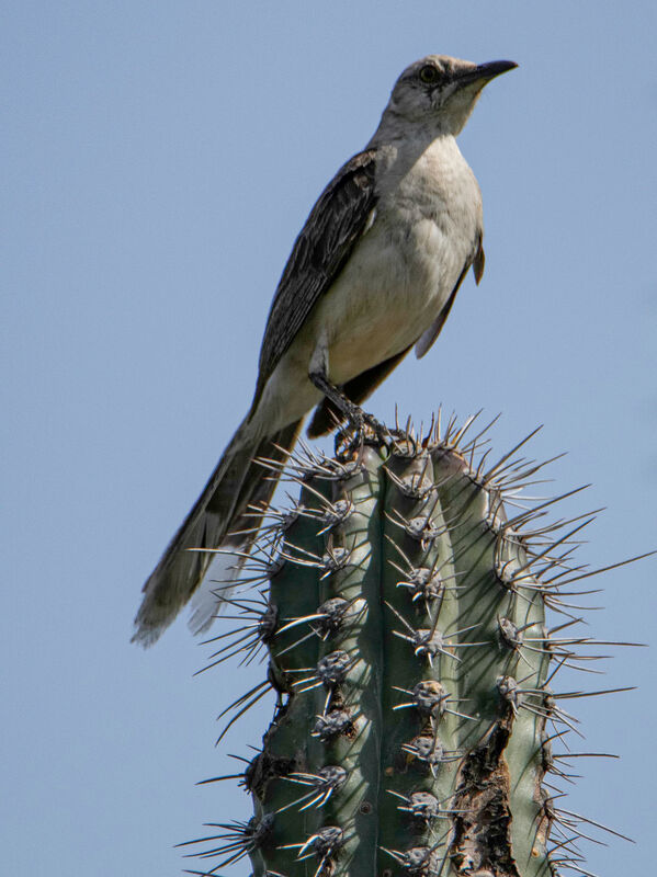 Mimus gilvus rostratus