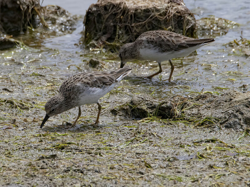 Calidris minutilla