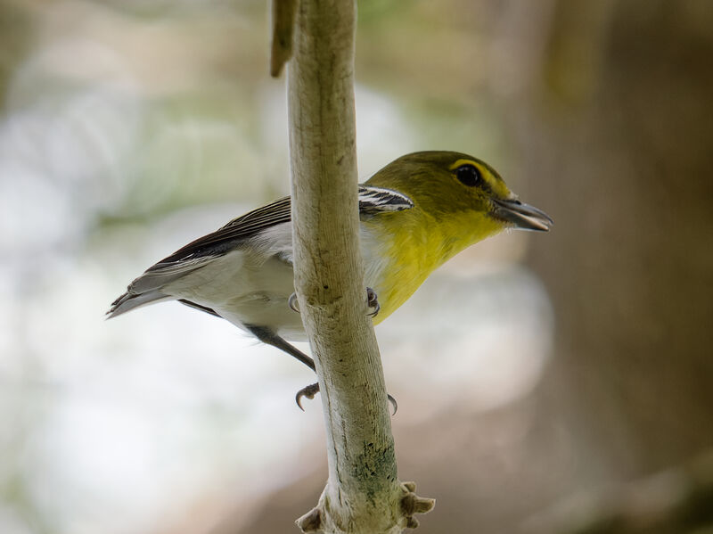Vireo flavifrons