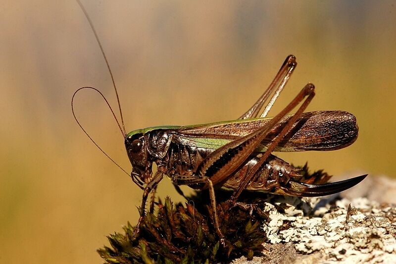 Metrioptera brachyptera